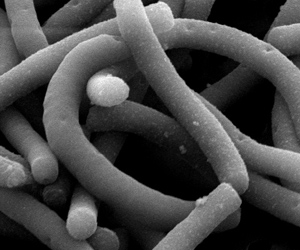 Lactobacillus Bulgaricus - най-големият по размер пробиотичен бактерии